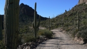PICTURES/Rogers Trough Trail/t_Road Lined with Saguaros.JPG